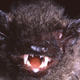 Illustration for article titled This Newly-Discovered Bat Has Fangs That Will Haunt Your Dreams